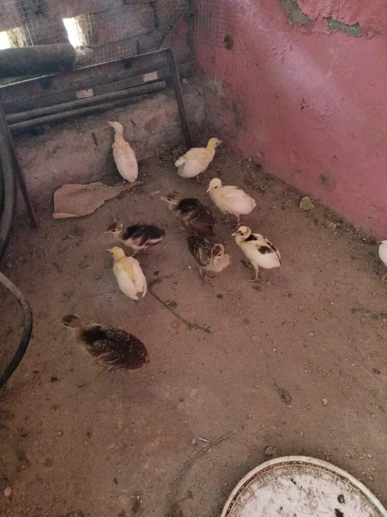 Peacock  Chicks — photo 5