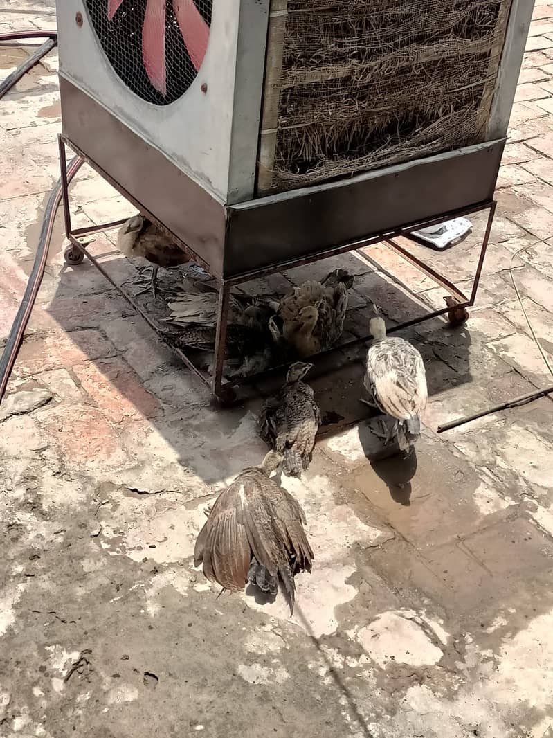 Peacock  Chicks 5