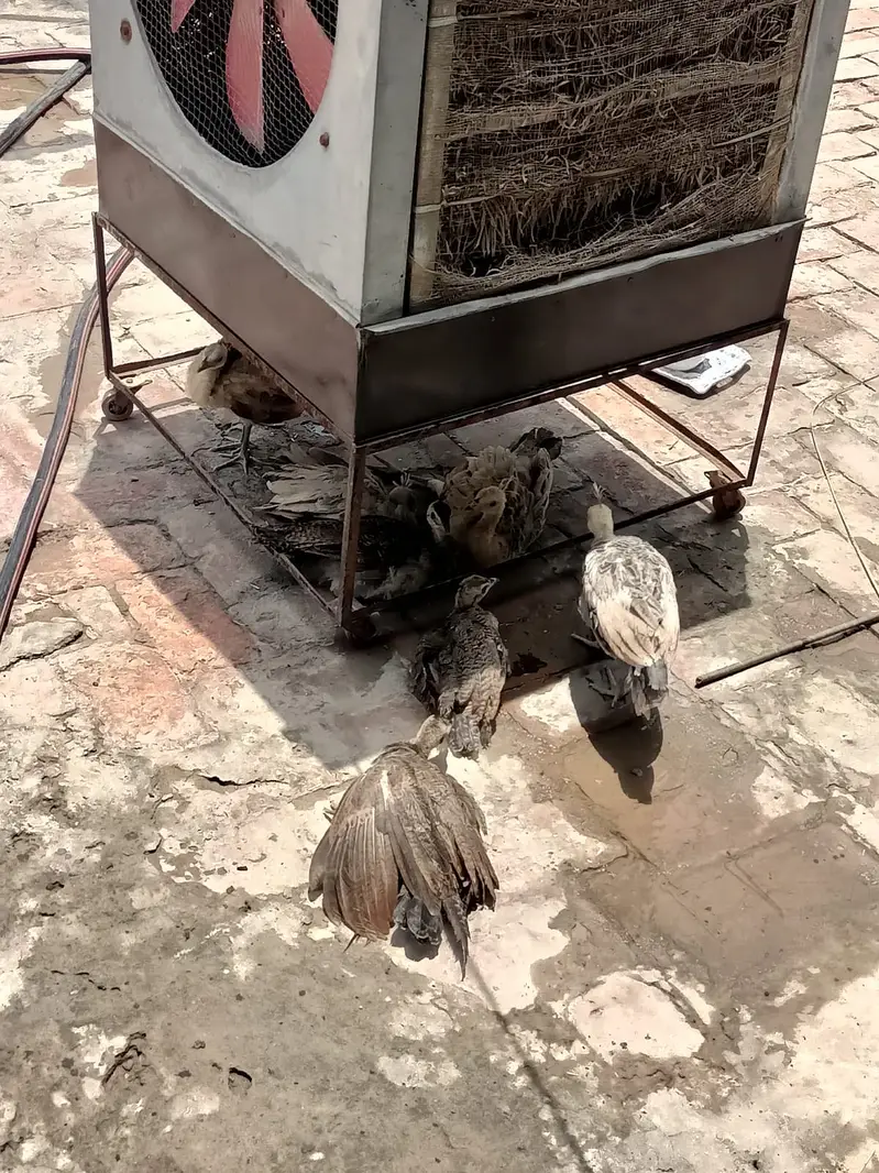 Peacock  Chicks — photo 6