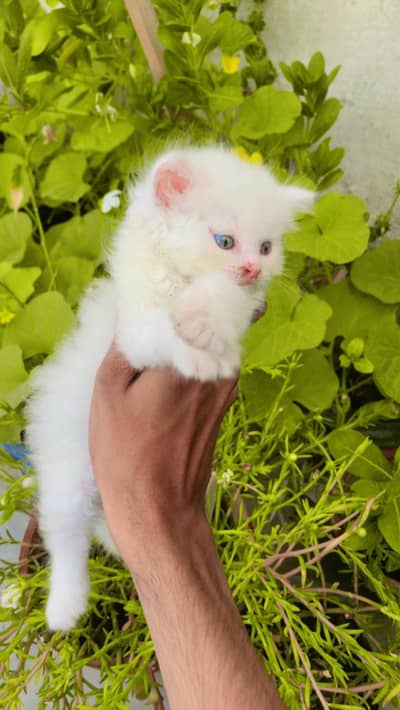 white Tripple coat Persian kitten