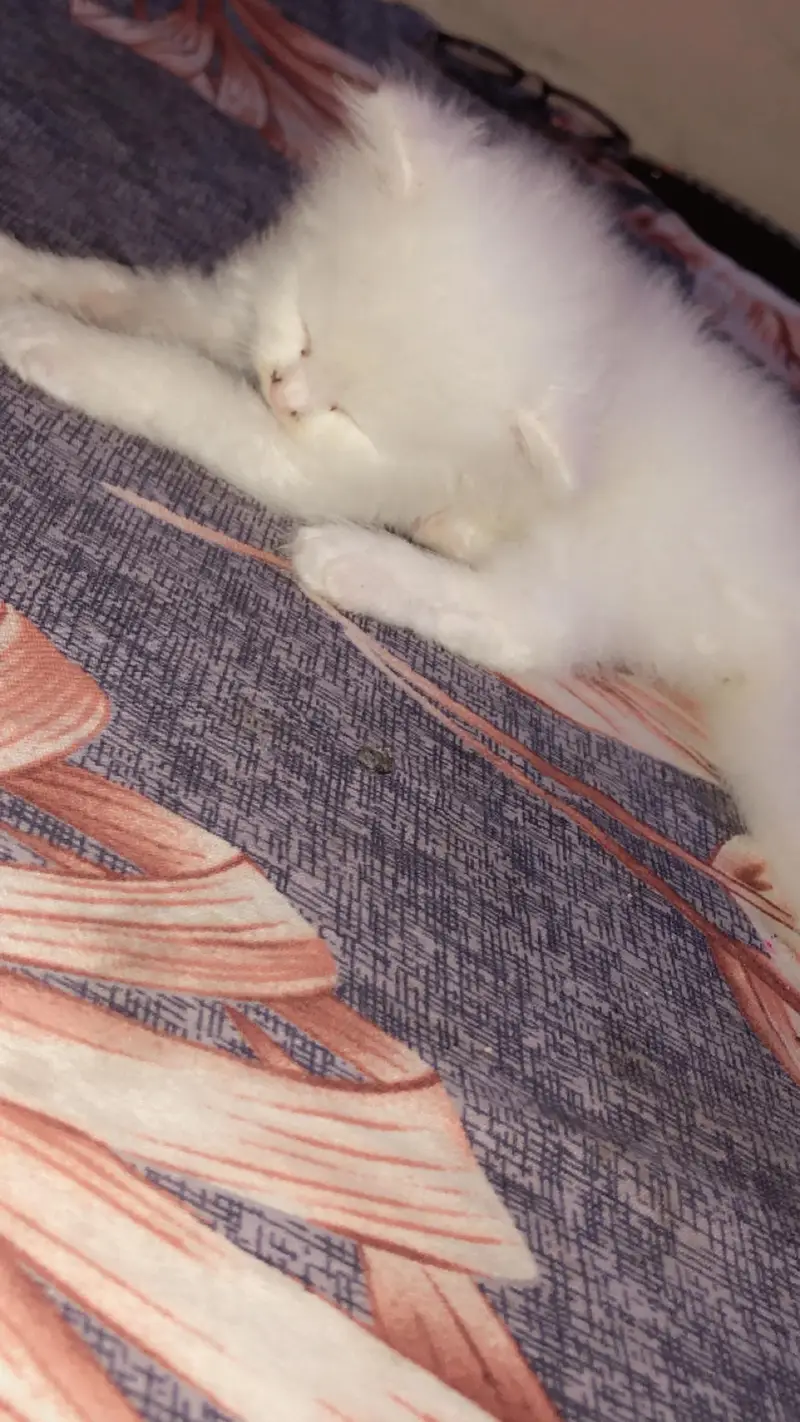 white Tripple coat Persian kitten — photo 2