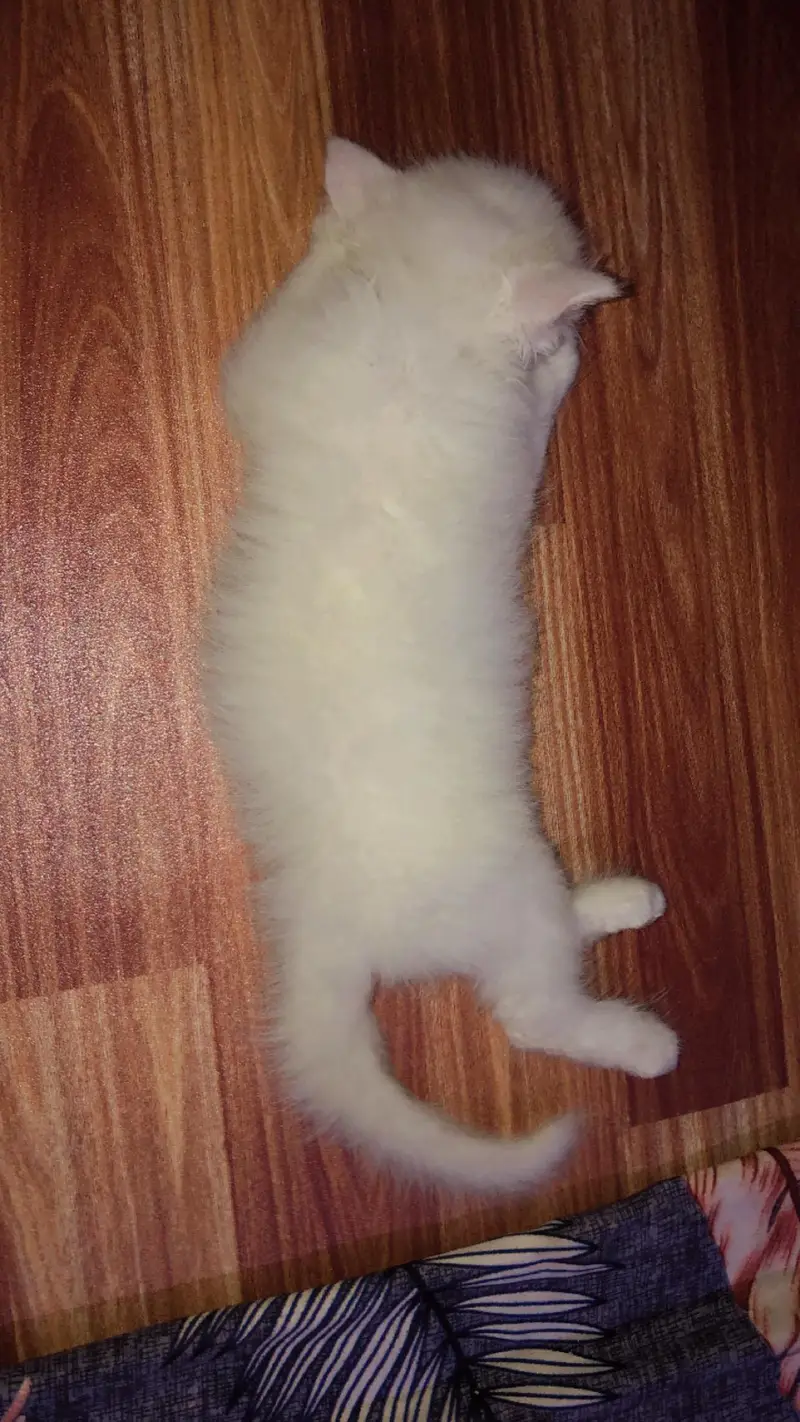 white Tripple coat Persian kitten — photo 3