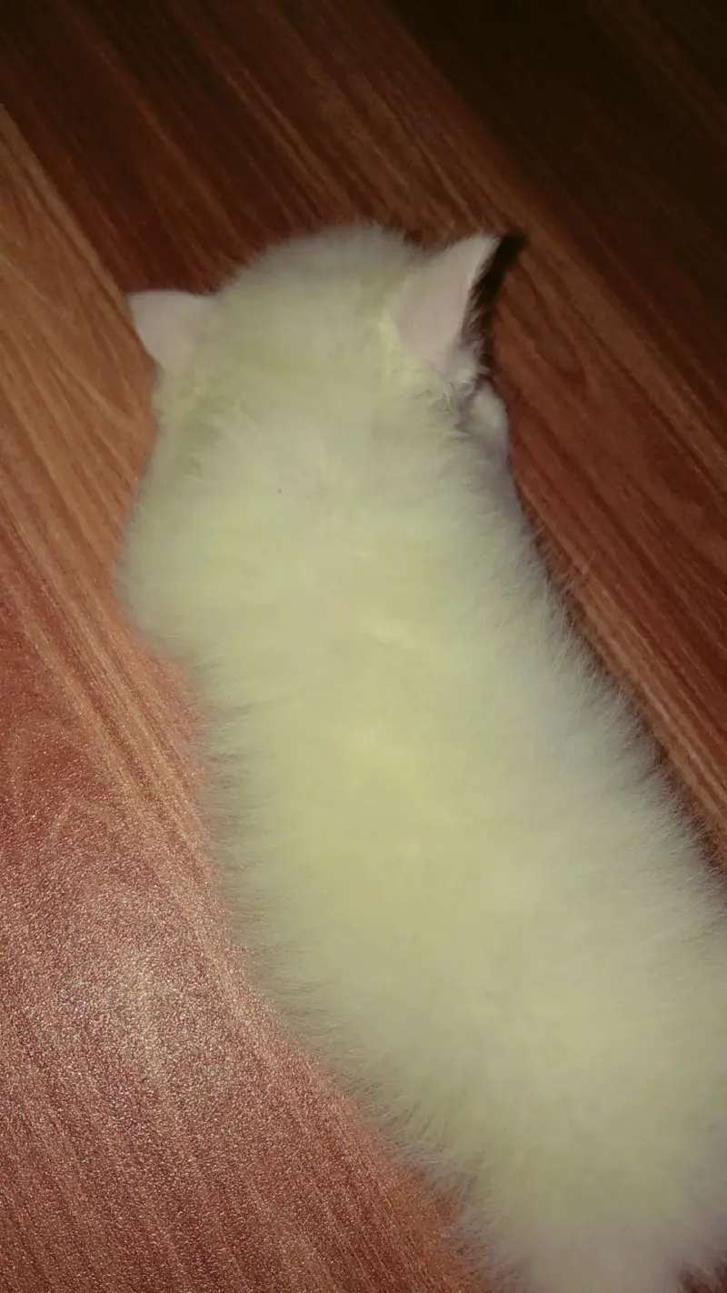white Tripple coat Persian kitten — photo 4