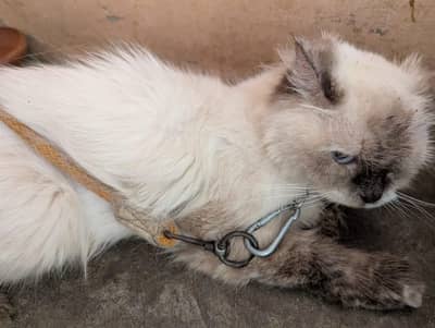 Home Breed Siamase Female , Siberian Grey Cute Kittens | 1.5,2 months