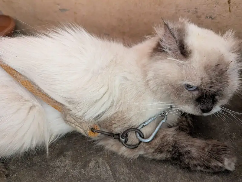 Home Breed Siamase Female , Siberian Grey Cute Kittens | 1.5,2 months