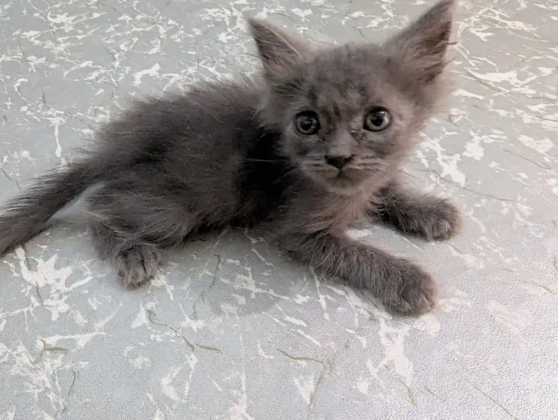 Home Breed Siamase Female , Siberian Grey Cute Kittens | 1.5,2 months — photo 4