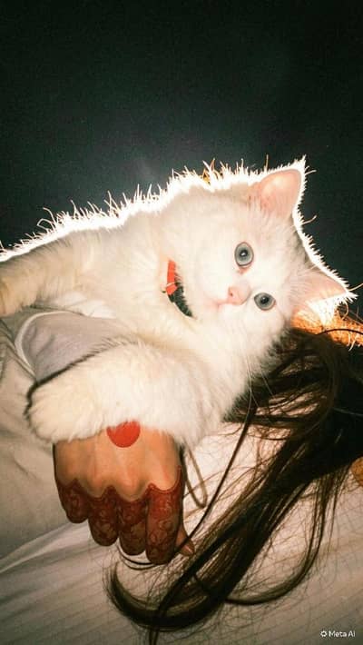 Persian cat