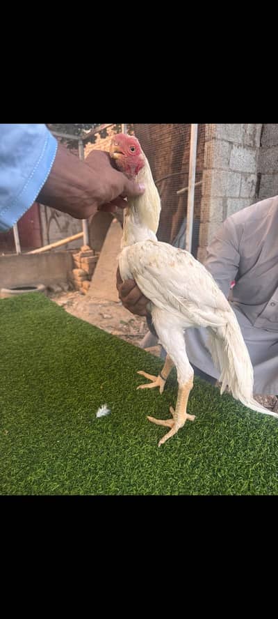 Indian Parrot Beal Long Tail Aseel High Quality Male patha.