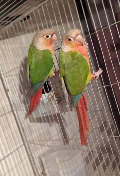 pineapple conure breeder Pair