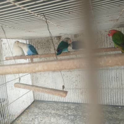 finches and love bird and bhjes