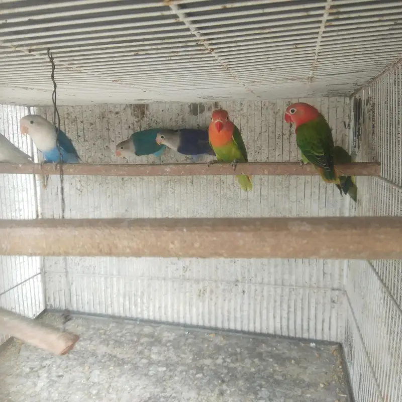 finches and love bird and bhjes — photo 2