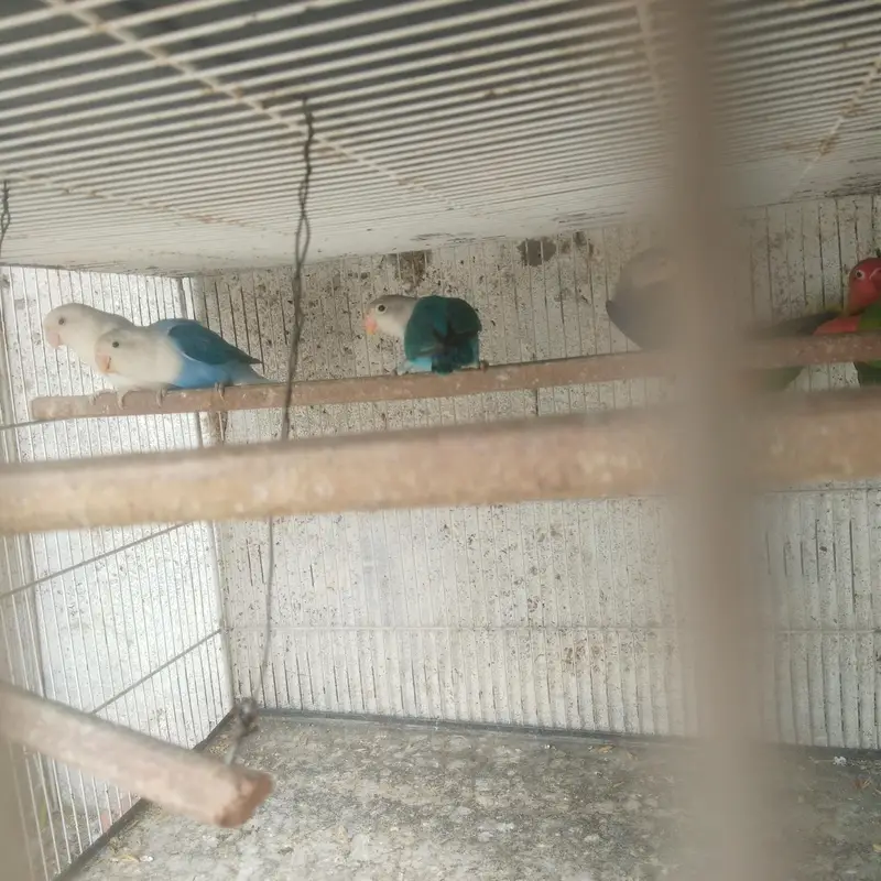 finches and love bird and bhjes — photo 3