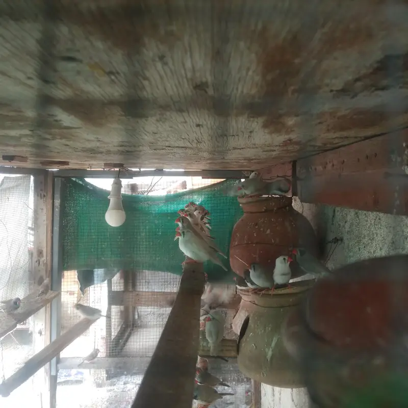 finches and love bird and bhjes — photo 6