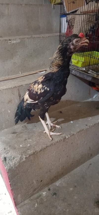 aseel male for sale