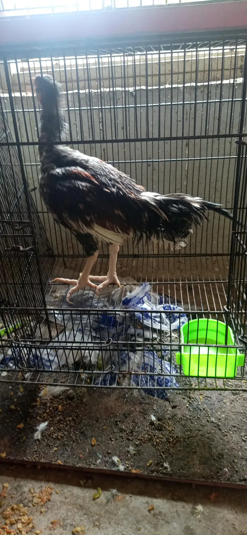 aseel male for sale — photo 2