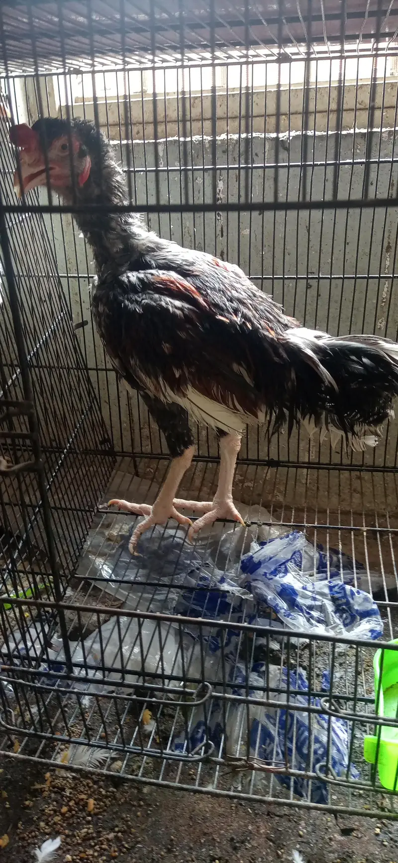 aseel male for sale — photo 3