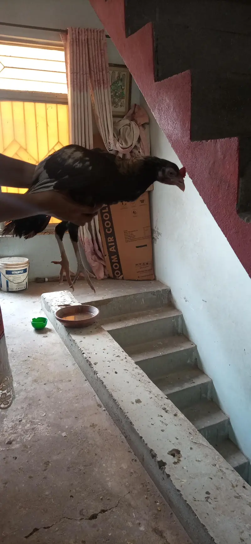 aseel male for sale — photo 4