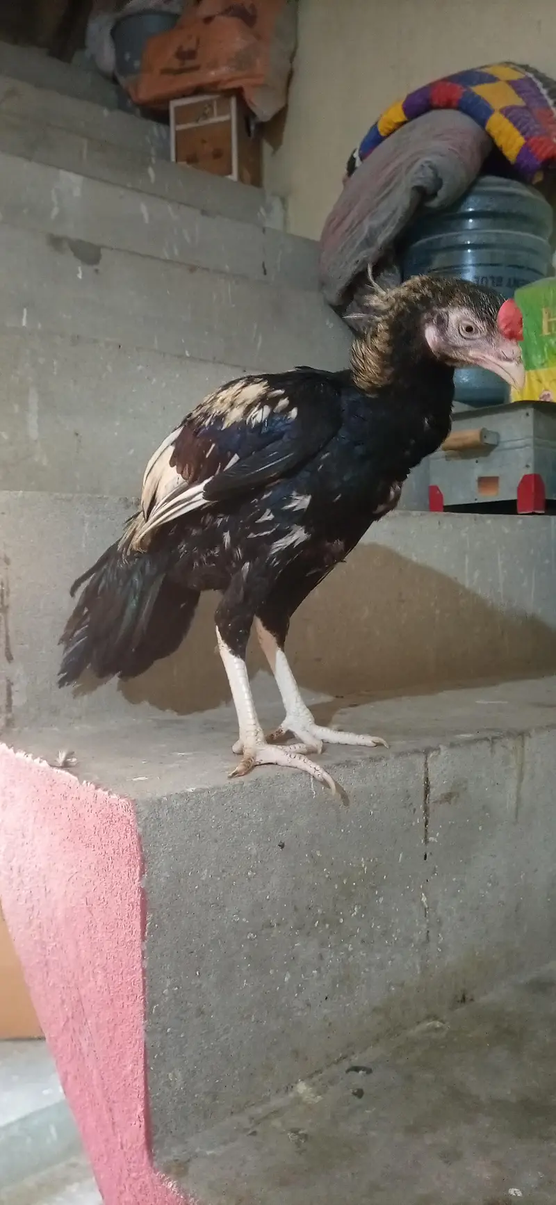 aseel male for sale — photo 5