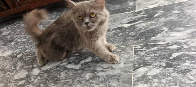 cat for sale