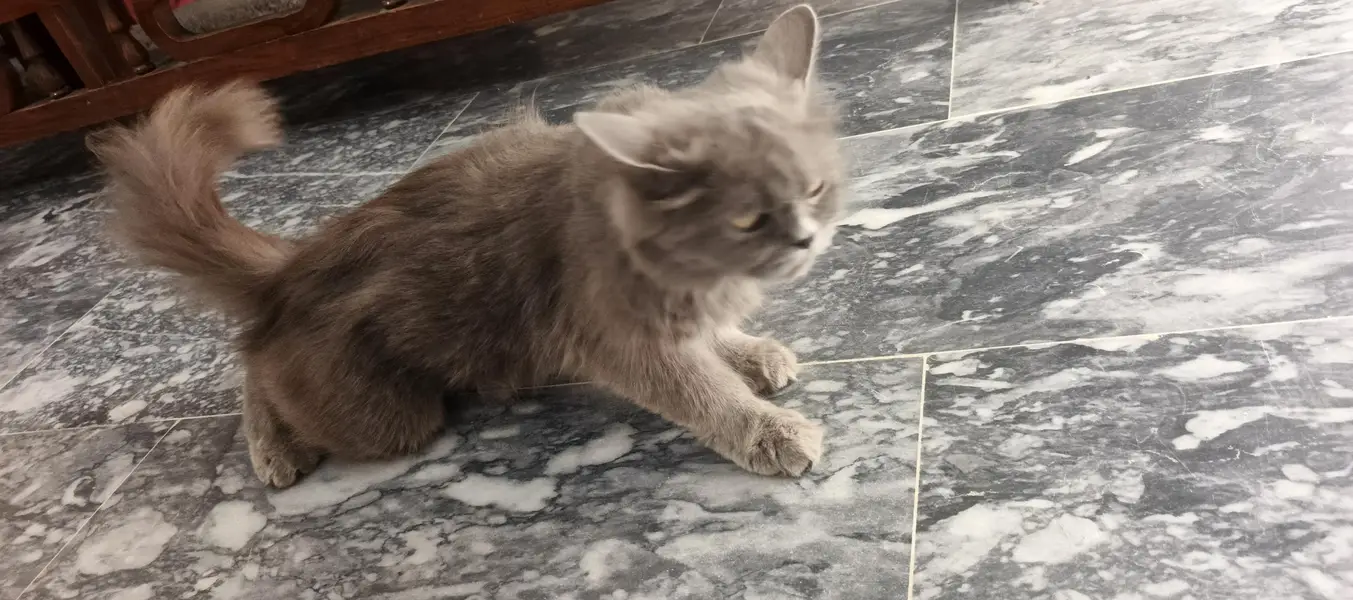 cat for sale — photo 2