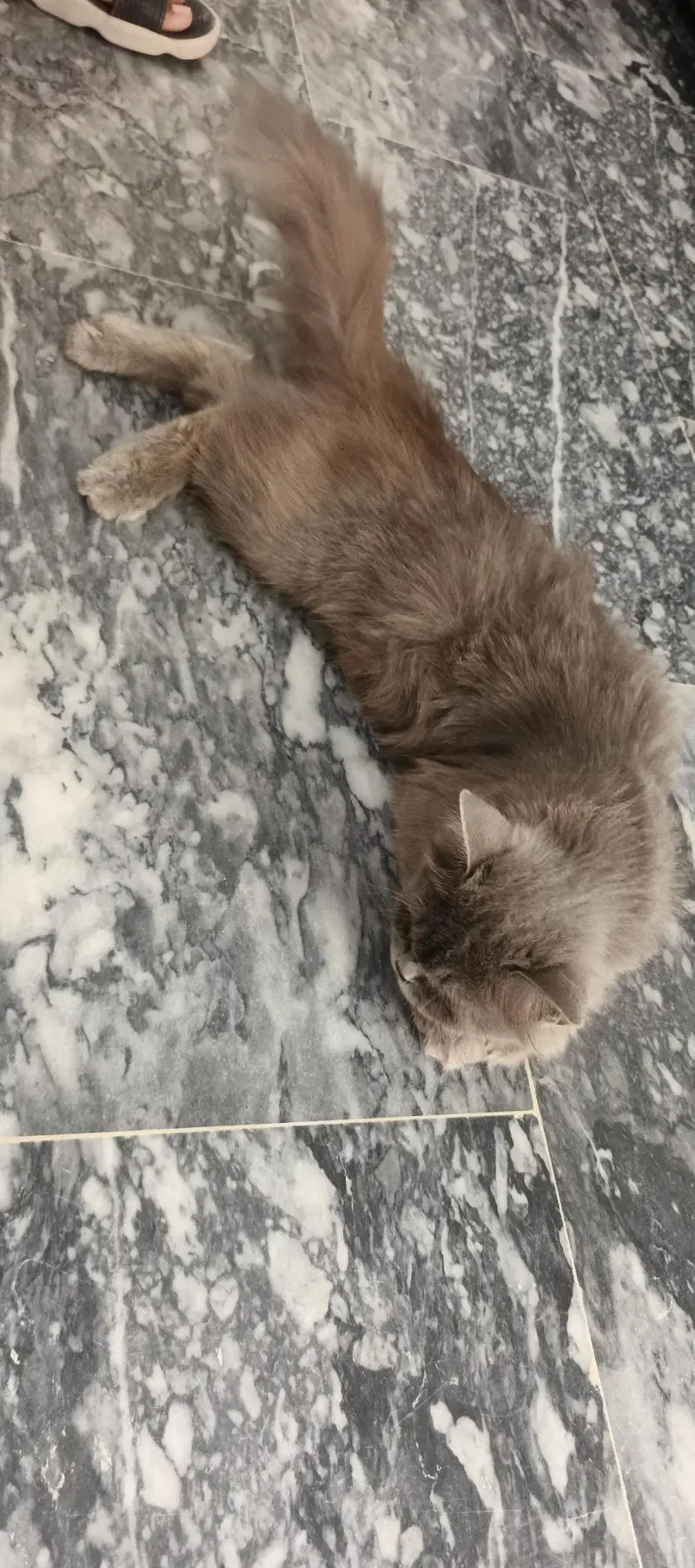 cat for sale — photo 3