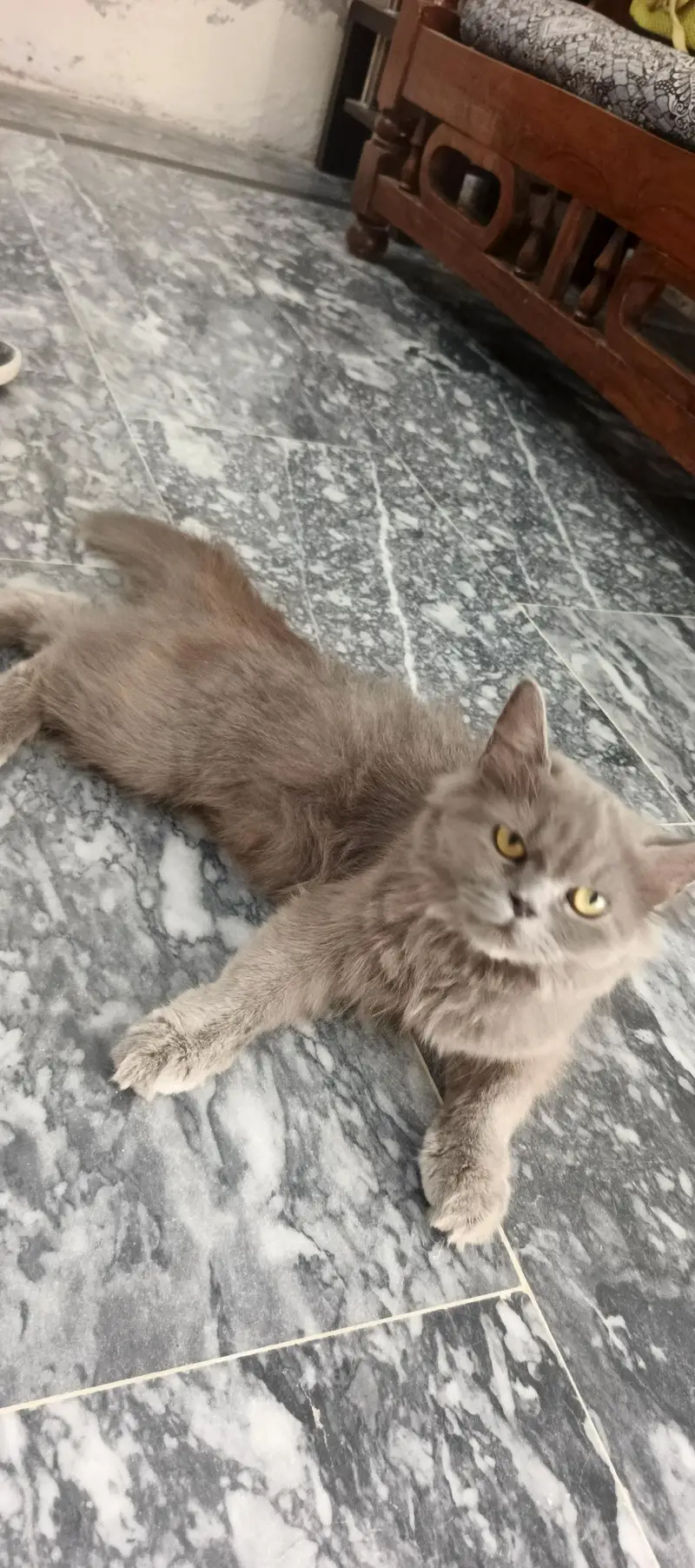 cat for sale — photo 4