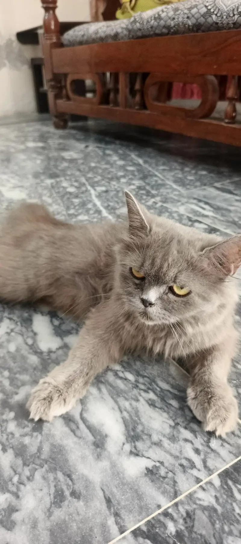 cat for sale — photo 5