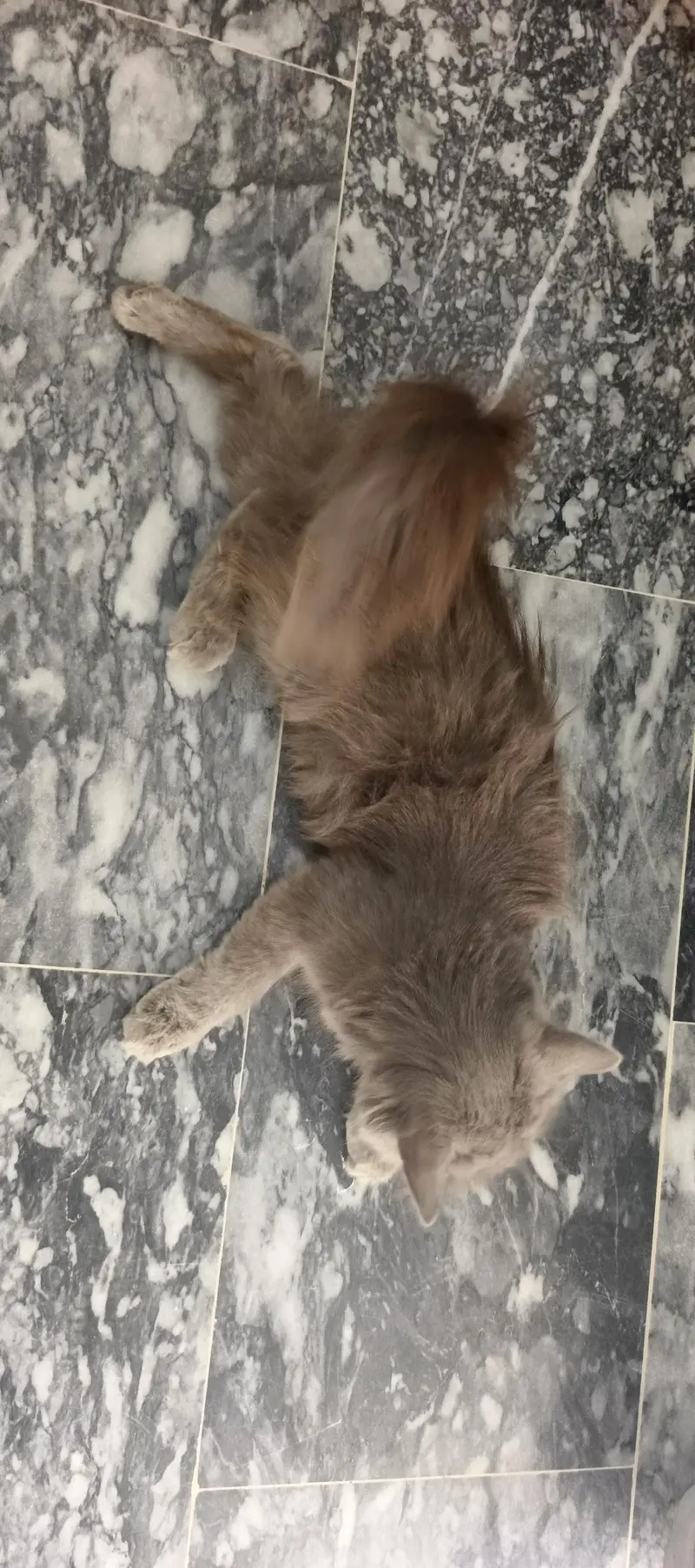 cat for sale — photo 6