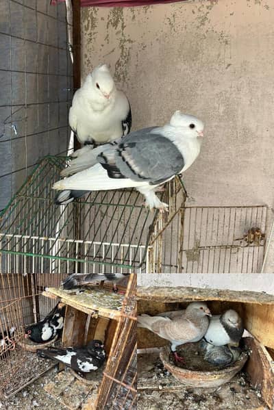 Breeder pair and single pigeon/kabootar for sale