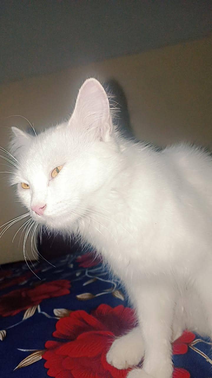 a car 2