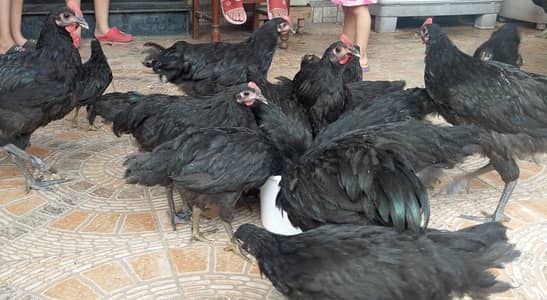 Jersey Giants and Australorp Heritage