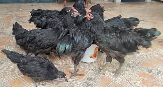 Jersey Giants and Australorp Heritage