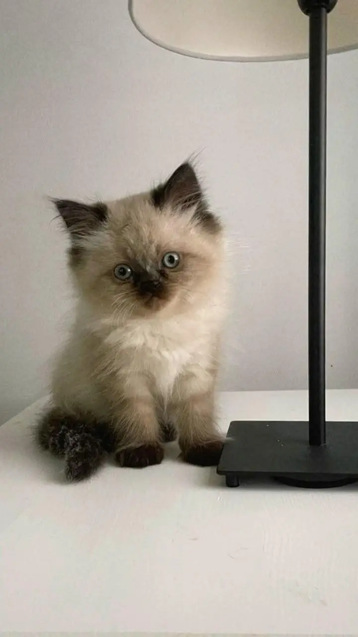 Persian kittens — photo 2
