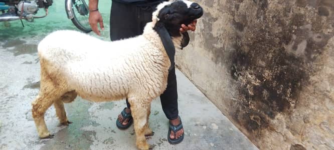 pure desi breed