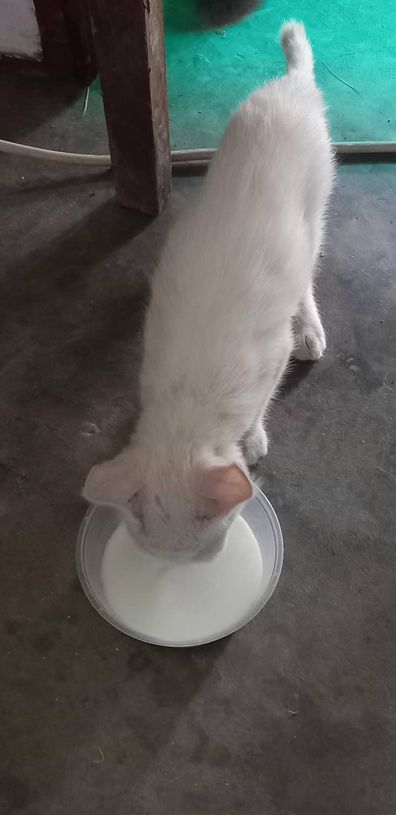 Persian Cat 0