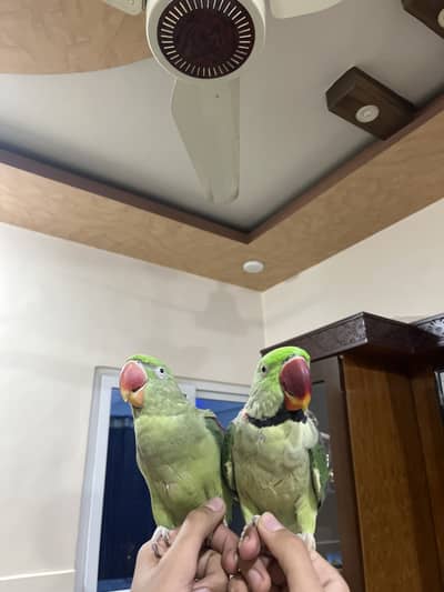 Paharai parrot