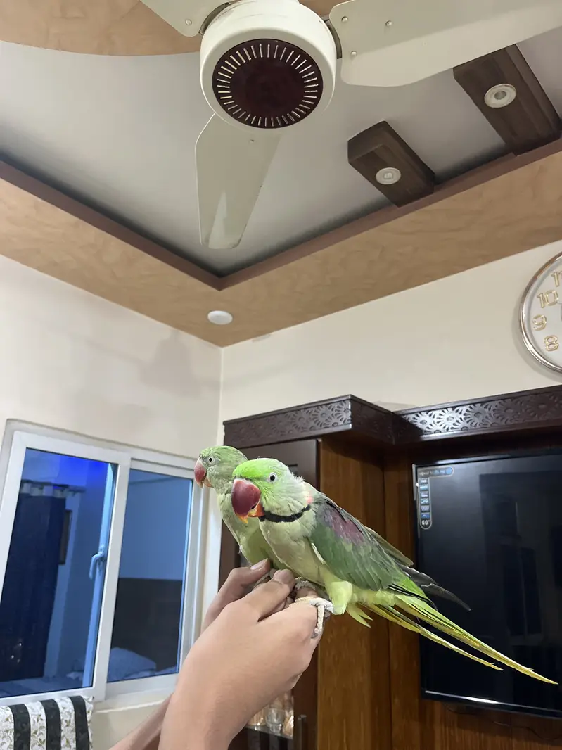 Paharai parrot — photo 2