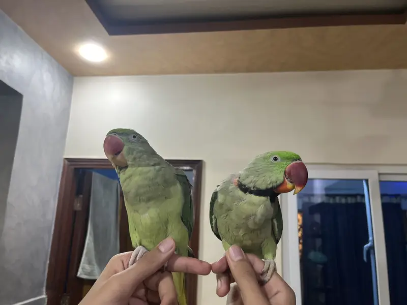 Paharai parrot — photo 3