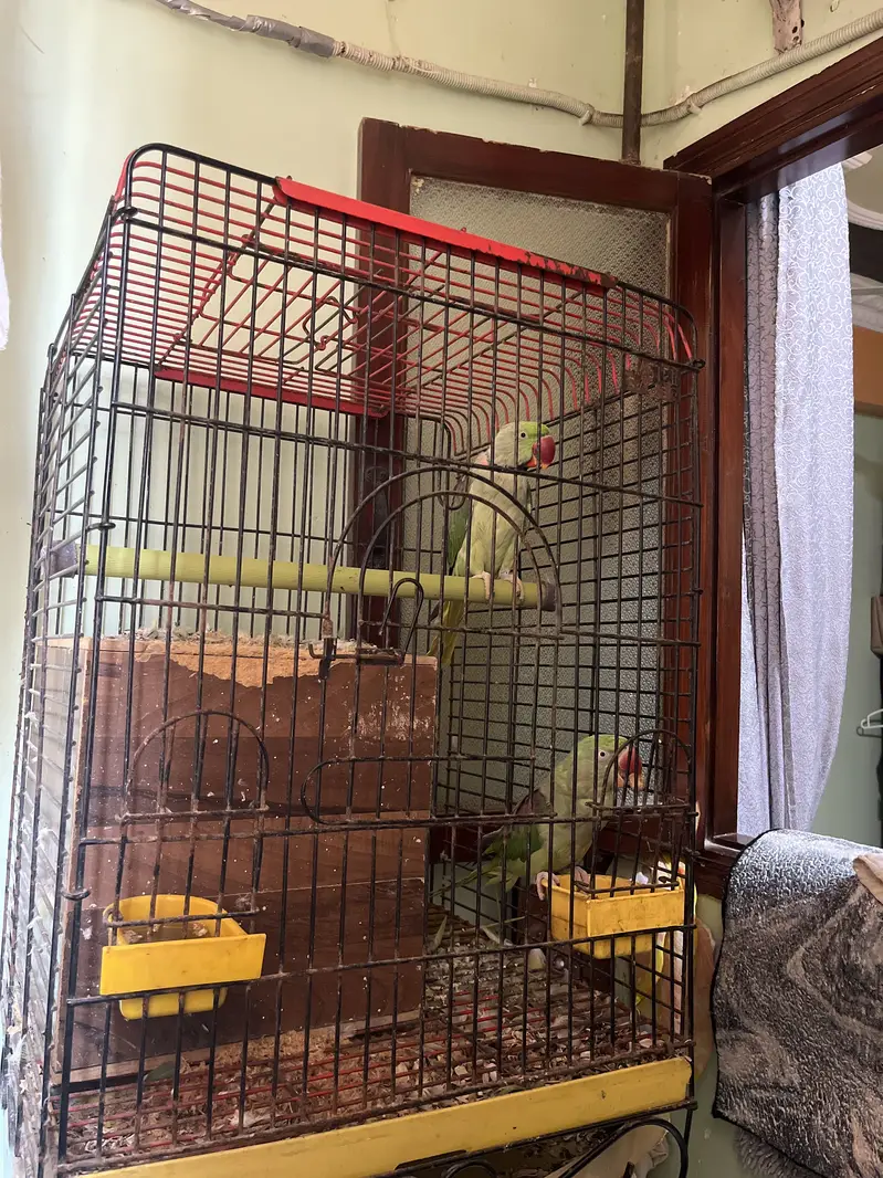 Paharai parrot — photo 4