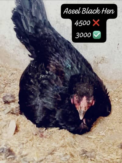 FIX PRICE DESI + ASEEL + MIX DISCOUNTED RATE FOR SALE