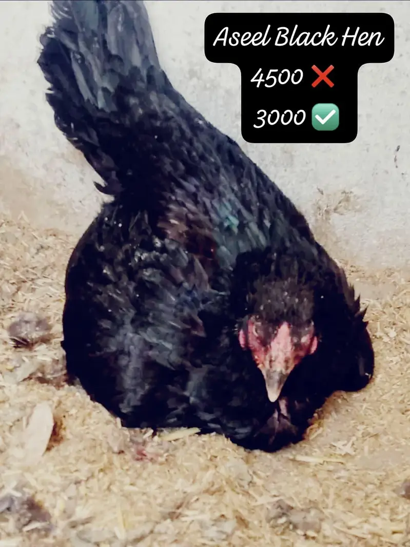 FIX PRICE DESI + ASEEL + MIX DISCOUNTED RATE FOR SALE — photo 5