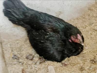 ASEEL + DESI + MIX DISCOUNTED RATE FOR SALE