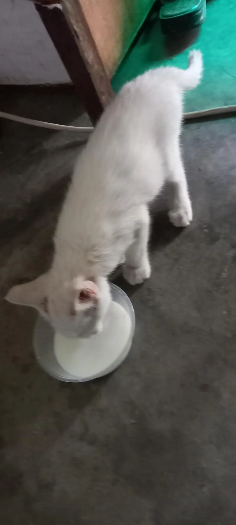 Persian Cat — photo 2