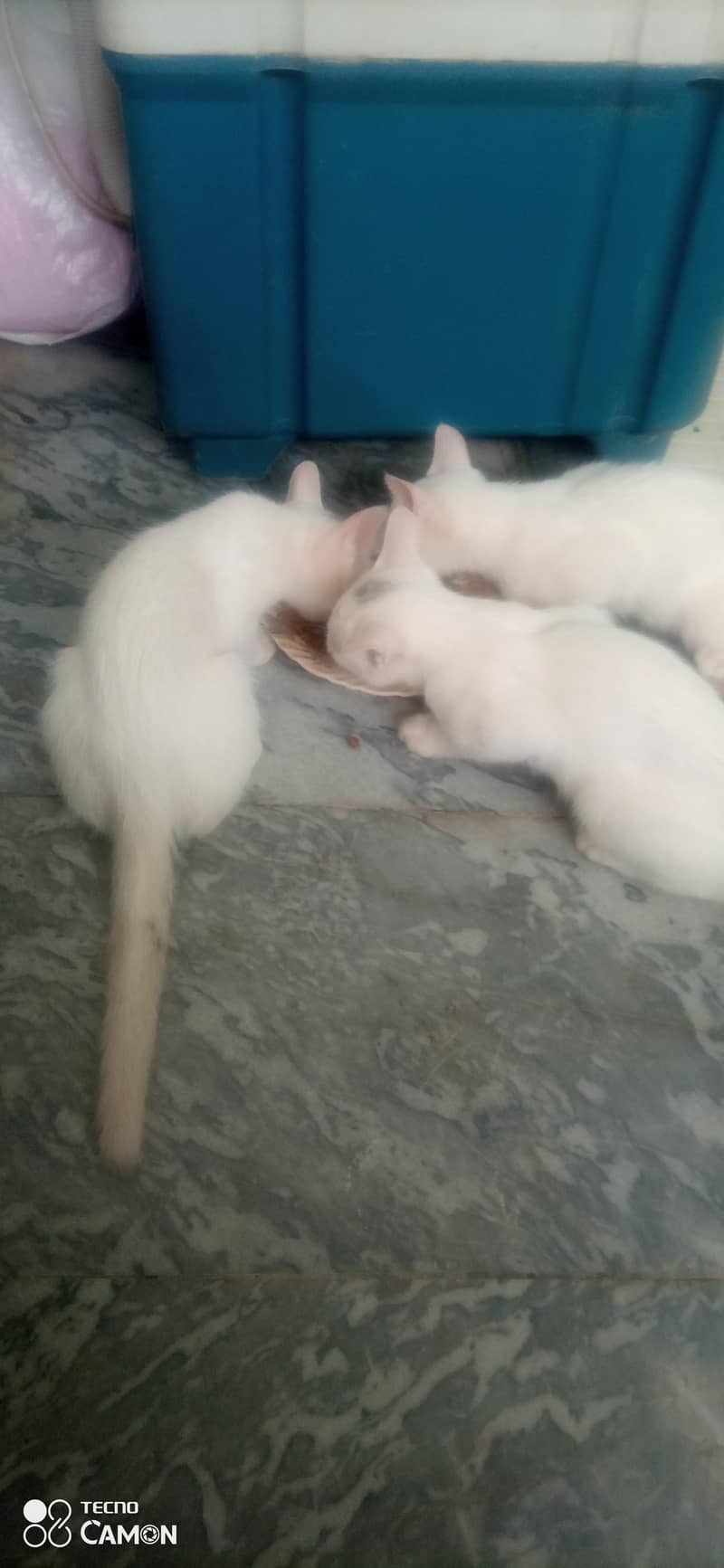 white kittens 0
