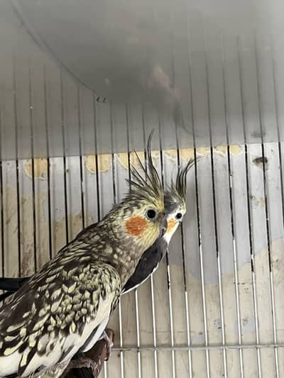 Grey cockatiel top quality read description plzz