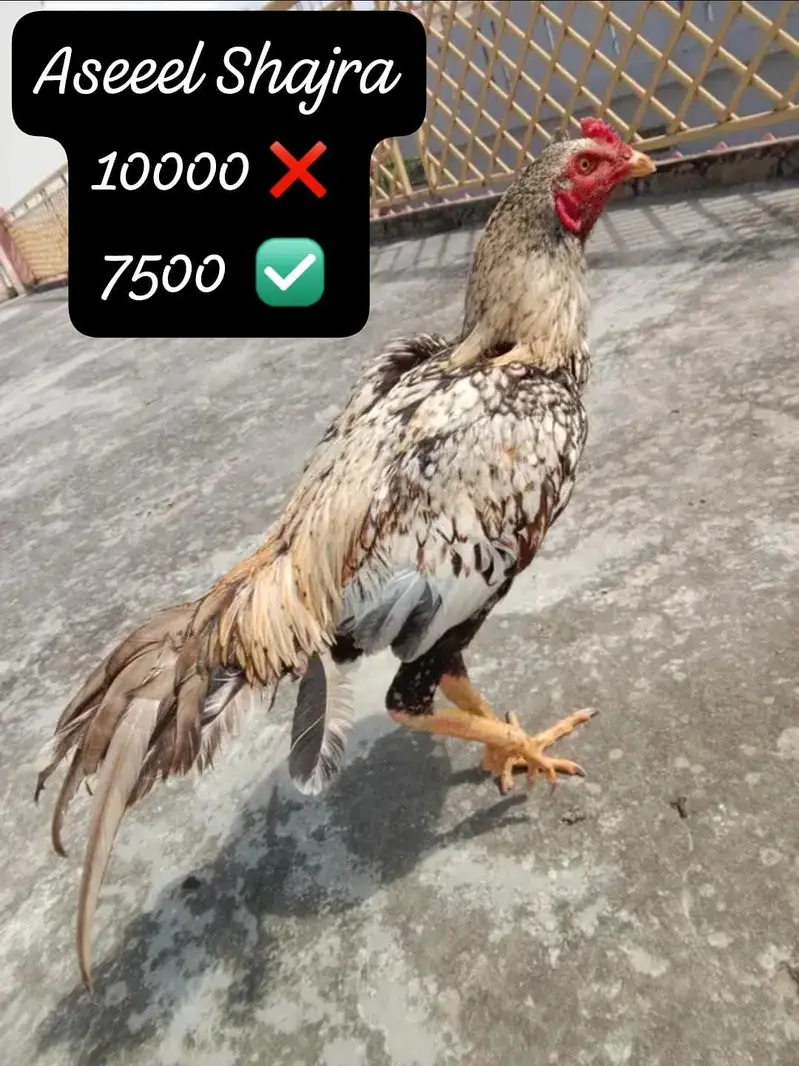 FIX PRICE DESI + ASEEL + MIX DISCOUNTED RATE FOR SALE — photo 7