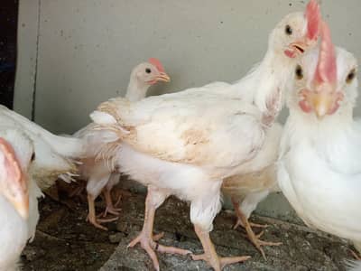 ​صحت مند 8 عدد چوزے برائے فروخت