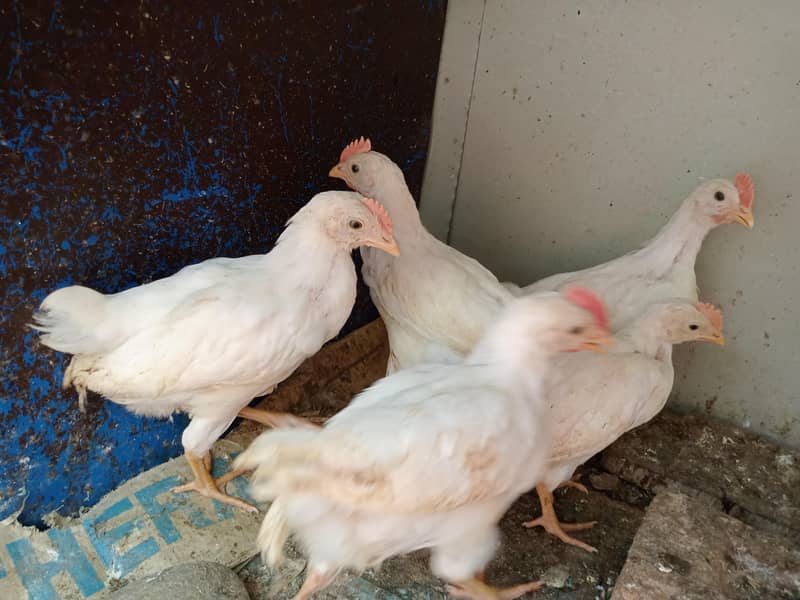 ​صحت مند 8 عدد چوزے برائے فروخت 4
