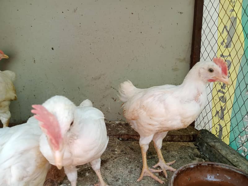 ​صحت مند 8 عدد چوزے برائے فروخت 6