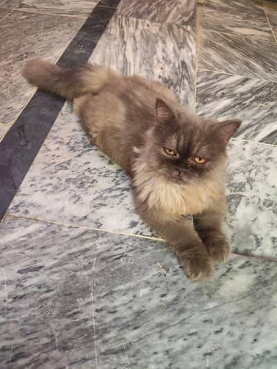 Persian cat. punch face